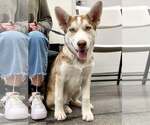 Small #11 Siberian Husky