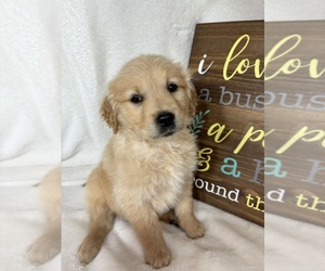 Golden Retriever Puppy for sale in GREENFIELD, IN, USA