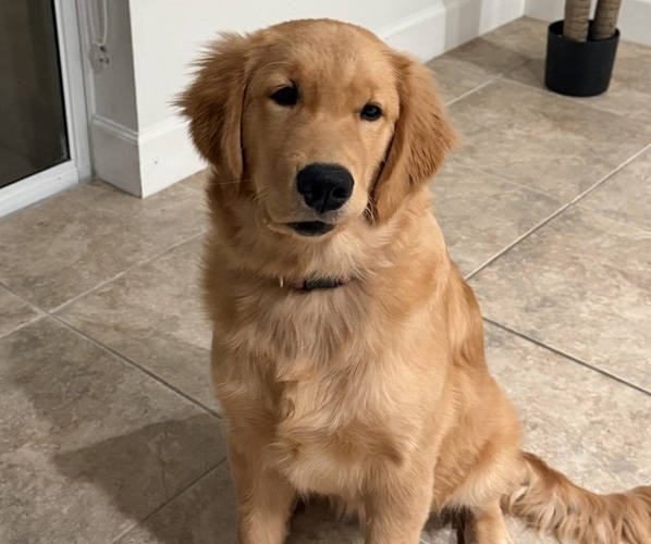 Medium Photo #10 English Cream Golden Retriever Puppy For Sale in ORLANDO, FL, USA