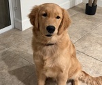 Small #9 English Cream Golden Retriever