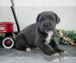 Puppy Sap Cane Corso