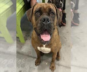 Bull-Boxer Dogs for adoption in Tavares, FL, USA