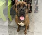 Small Bull-Boxer