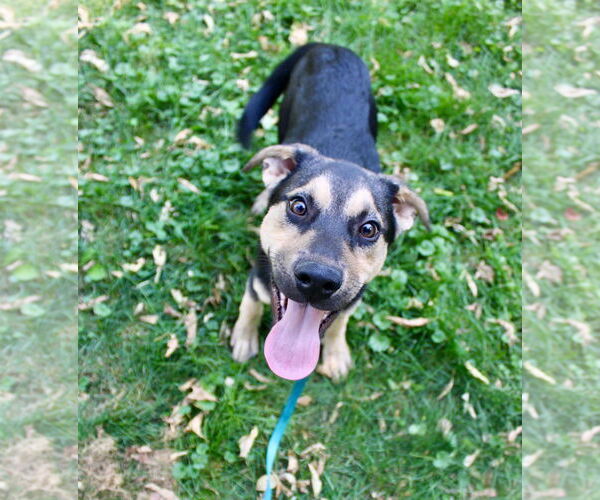 Medium Photo #8 Mutt Puppy For Sale in Brooklyn Center, MN, USA