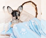 Image preview for Ad Listing. Nickname: Litter of 20