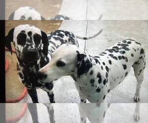 Dalmatian Puppy for Sale in VAN NUYS, California USA