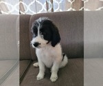 Small Photo #3 Goldendoodle Puppy For Sale in SEDALIA, MO, USA