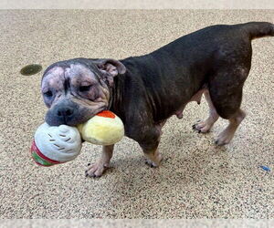 American Pit Bull Terrier Dogs for adoption in Springfield, MA, USA