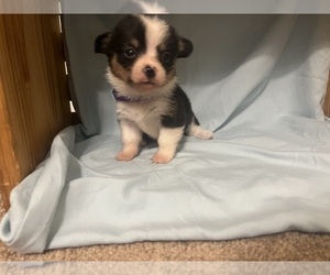 Medium Pembroke Welsh Corgi