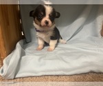 Puppy Puppy 8 Pembroke Welsh Corgi