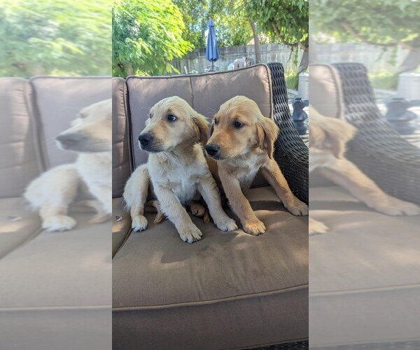 Medium Photo #4 Golden Retriever Puppy For Sale in ELVERTA, CA, USA