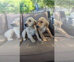 Small #3 Golden Retriever