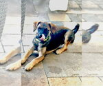 Small #7 Mutt