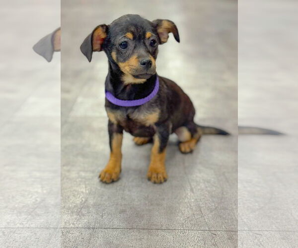 Medium Photo #3 Chihuahua-Unknown Mix Puppy For Sale in PIPE CREEK, TX, USA