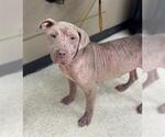 Small American Pit Bull Terrier
