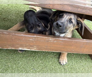 Mutt Dogs for adoption in Dedham, MA, USA