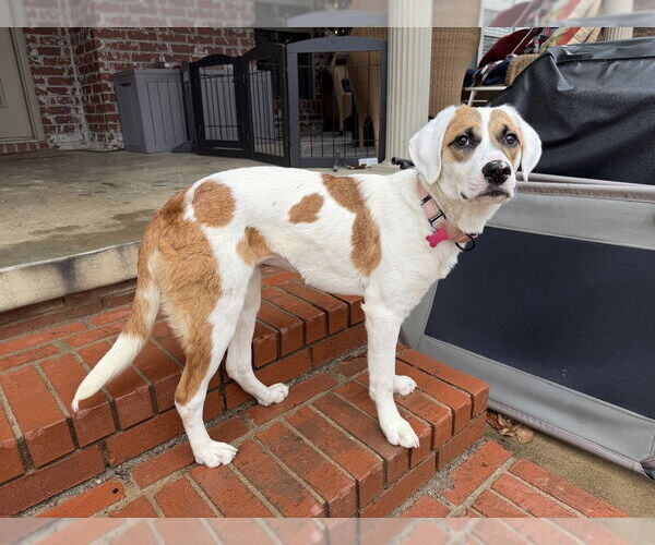 Medium Photo #4 Mutt Puppy For Sale in Boston, MA, USA