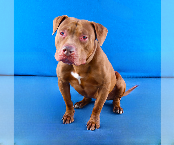 Medium Photo #2 Mutt Puppy For Sale in Pasadena, CA, USA