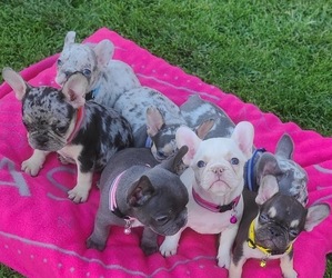 French Bulldog Puppy for sale in BAKERSFIELD, CA, USA
