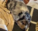 Small #2 Australian Shepherd-Miniature Australian Shepherd Mix