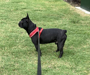 French Bulldog Puppy for sale in LA PORTE, TX, USA