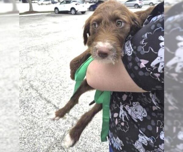 Medium Photo #1 Poodle (Standard) Puppy For Sale in Houston, TX, USA