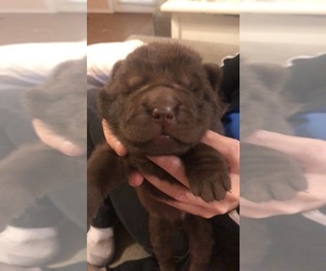 Chinese Shar-Pei Puppy for sale in BARTLESVILLE, OK, USA