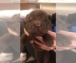 Small Photo #1 Chinese Shar-Pei Puppy For Sale in BARTLESVILLE, OK, USA