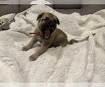 Small Photo #6 German Shepherd Dog-Great Dane Mix Puppy For Sale in SARASOTA, FL, USA