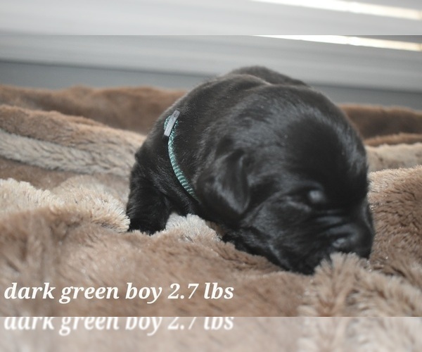 Medium Photo #6 Labrador Retriever Puppy For Sale in PAWNEE, IL, USA