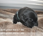 Small Photo #6 Labrador Retriever Puppy For Sale in PAWNEE, IL, USA