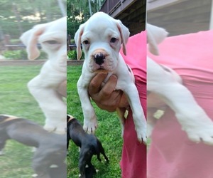 Boxer Puppy for Sale in JASPER, Georgia USA