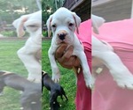Small Photo #1 Boxer Puppy For Sale in JASPER, GA, USA