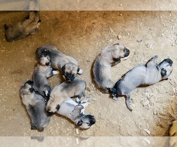 Medium Photo #1 Kangal Dog Puppy For Sale in MESA, AZ, USA