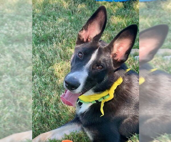 Medium Photo #3 Border Collie-Huskies  Mix Puppy For Sale in San Leon, TX, USA