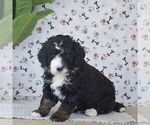 Small #2 Bernedoodle (Miniature)