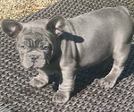 Small #2 French Bulldog