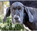 Small Photo #59 Great Dane Puppy For Sale in WAKARUSA, IN, USA