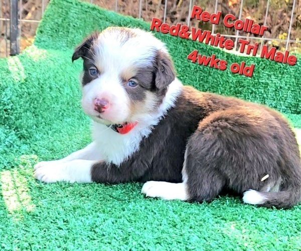 Medium Photo #25 Border Collie Puppy For Sale in BYBEE, TN, USA