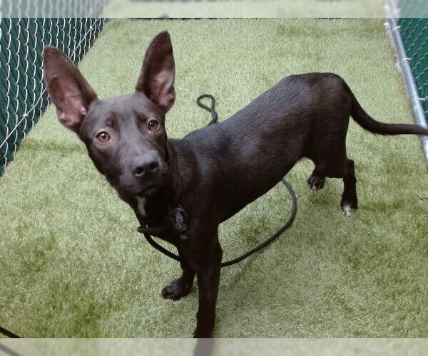 Medium Photo #1 Mutt Puppy For Sale in Downey, CA, USA