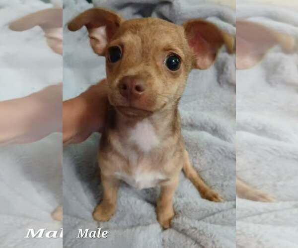 Medium Photo #2 Rat-Cha Puppy For Sale in Royal Palm Beach, FL, USA