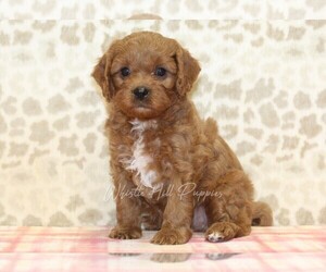 Cavapoo Puppy for sale in DENVER, PA, USA