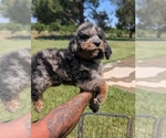 Small Photo #14 Bernedoodle-Golden Mountain Dog Mix Puppy For Sale in DAVIS, CA, USA