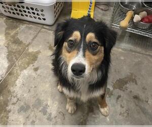 Australian Shepherd Dogs for adoption in Jackson, CA, USA