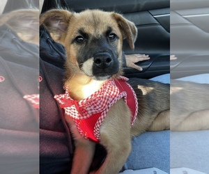 Australian Shepherd-Siberian Husky Mix Puppy for sale in WESLEY CHAPEL, FL, USA