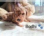Small Photo #53 Goldendoodle (Miniature) Puppy For Sale in GASTONIA, NC, USA