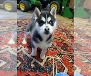 Siberian Husky Puppy for sale in FAIRFIELD, IL, USA