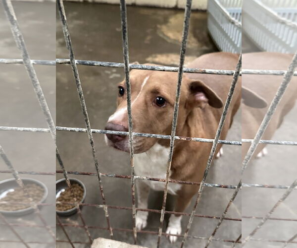 Medium Photo #2 American Staffordshire Terrier-Unknown Mix Puppy For Sale in Jackson, MS, USA