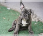 Small Photo #2 French Bulldog Puppy For Sale in TAMPA, FL, USA