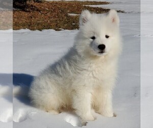 Samoyed Puppy for sale in WITHEE, WI, USA